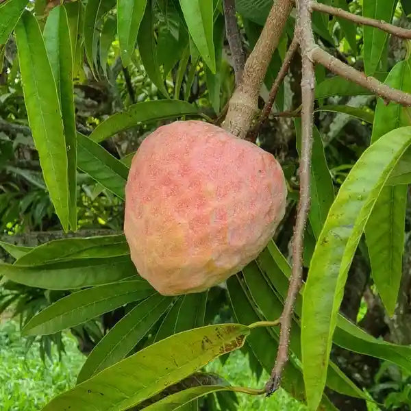 Annona Reticulata Seeds for Planting