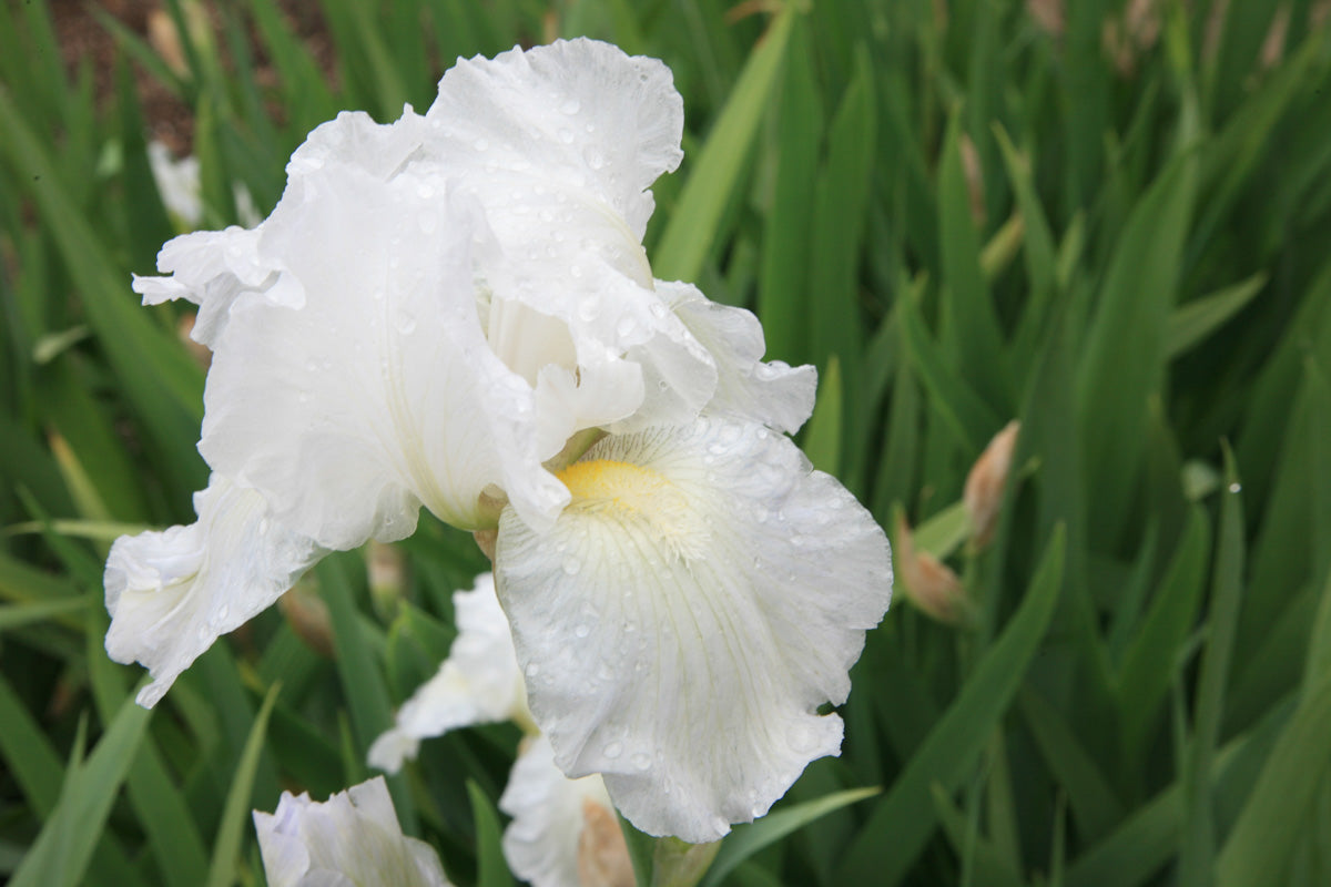 White Germanica Flower Seeds for Planting - Elegant Blooms for Your Garden