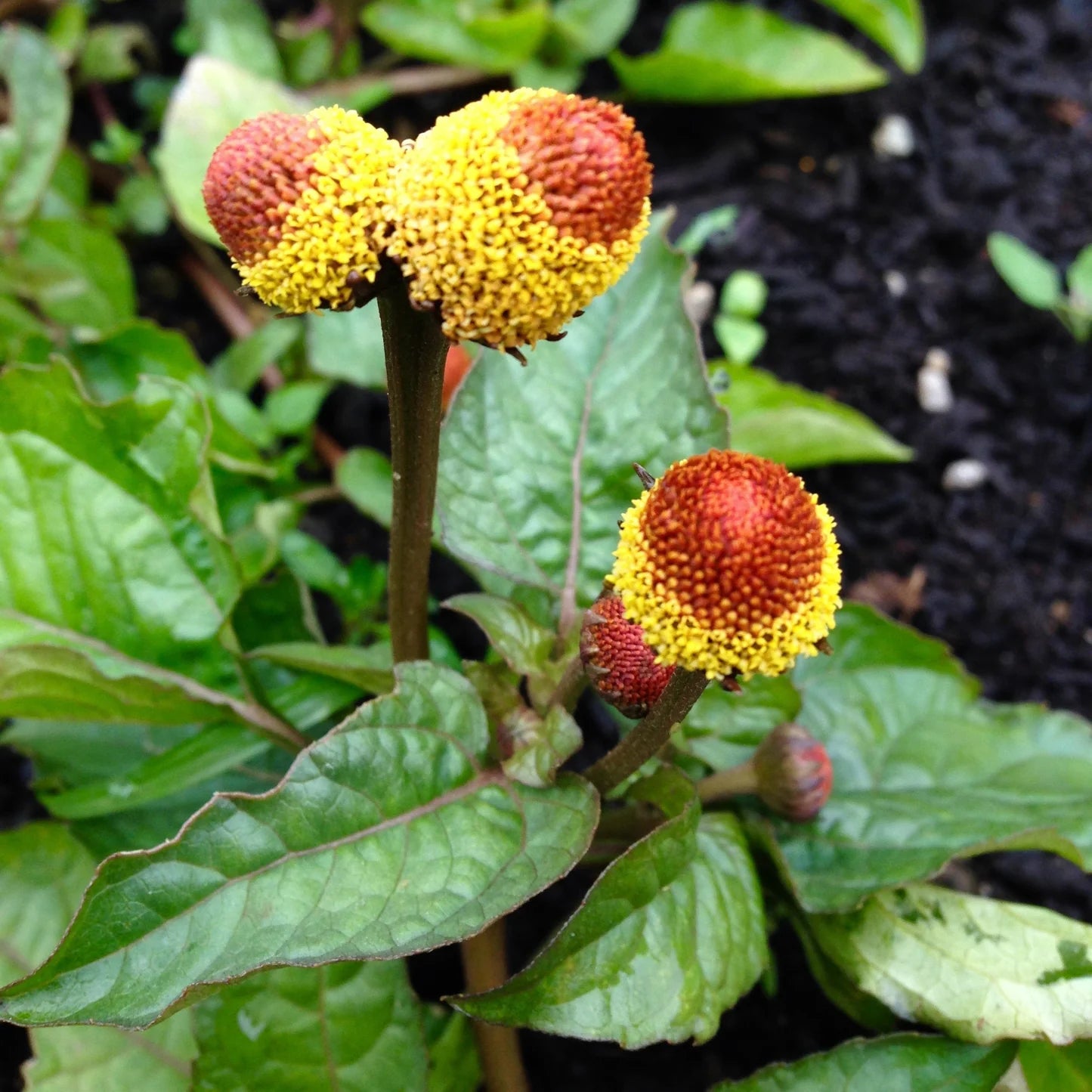 Yellow Spilanthes Flower seeds for Planting - Colorful Display, Heirloom & GMO Free Seeds for Home Garden
