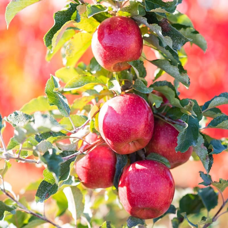 Pink Apple Fruit Seeds for Easy Planting
