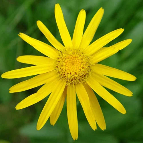 Arnica Montana Herb Seeds for Planting