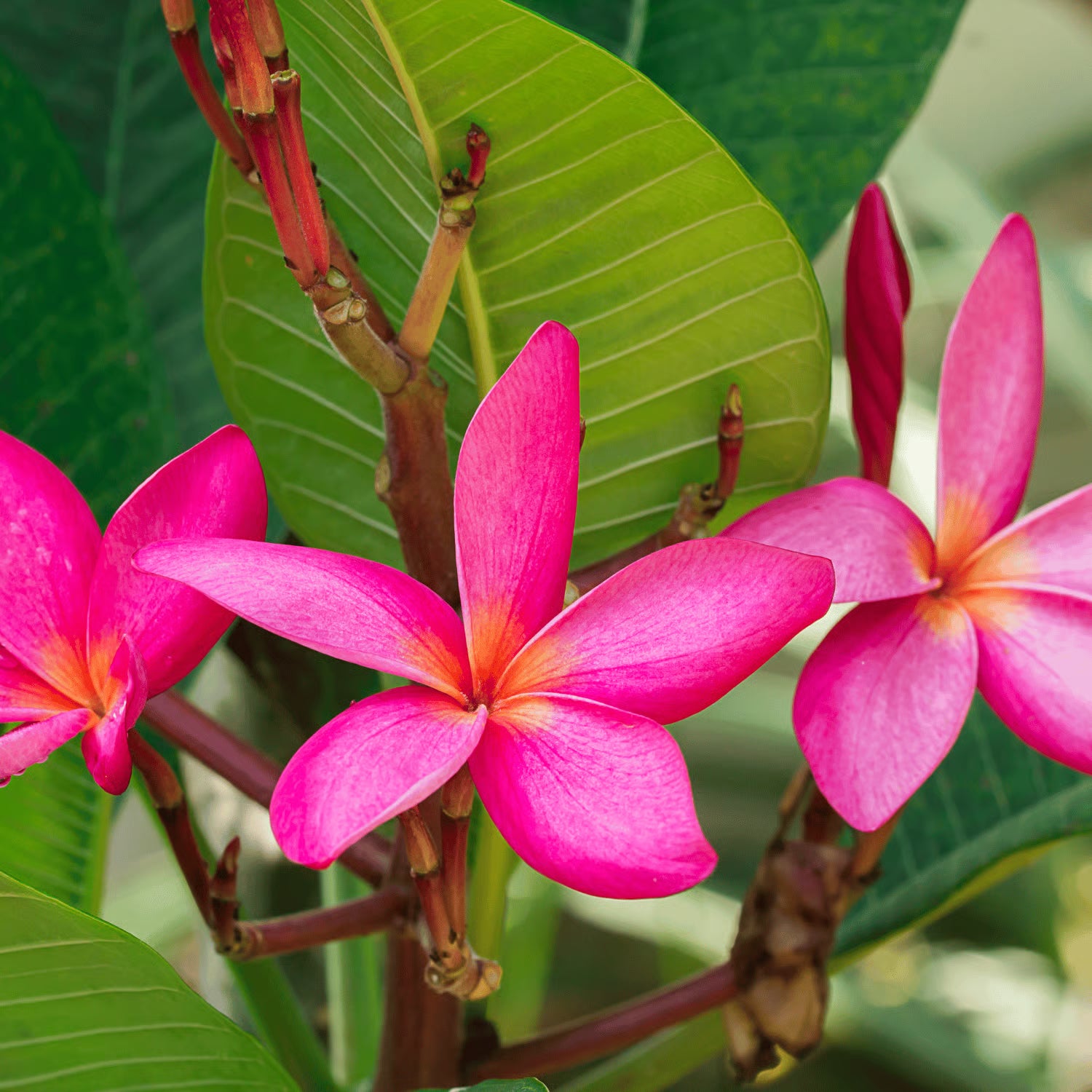 Dark Pink Frangipani Flower seeds for Planting - Cottage Garden Essential, Heirloom & GMO Free Seeds for Home Garden