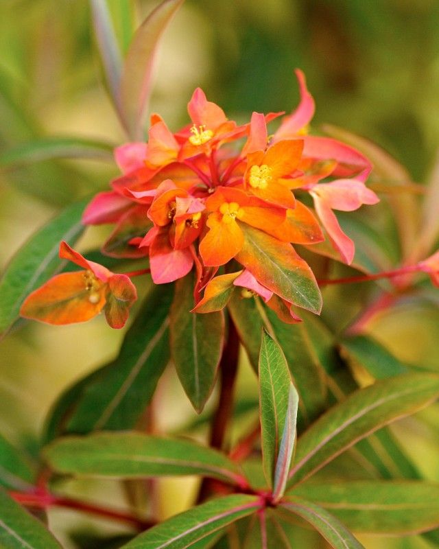 Red Griffithii Flower seeds for Planting - Wildflower Mix, Heirloom & GMO Free Seeds for Home Garden