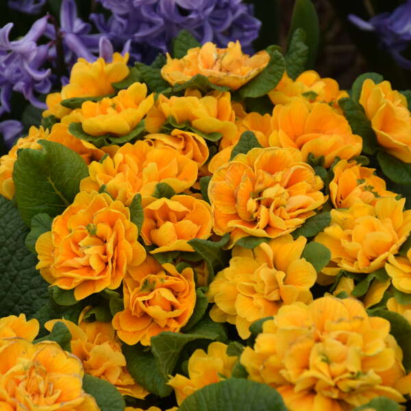 Primula Orange Flower seeds blooming in flower beds, containers, borders, and pollinator-friendly gardens