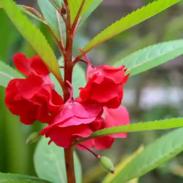 Balsamine Flower seeds for Planting - Sun Loving, Heirloom & GMO Free Seeds for Home Garden
Sale seeds for planting in home garden