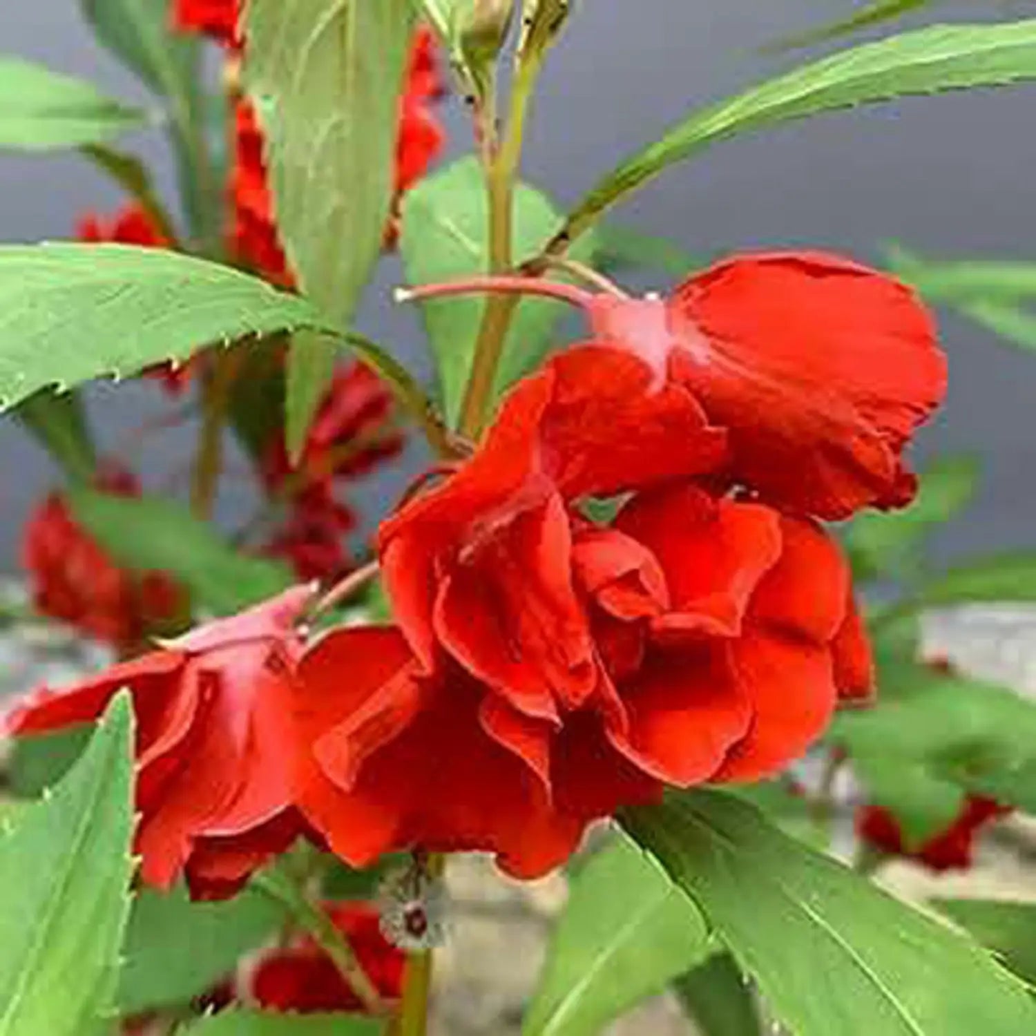Balsamine Flower seeds for Planting - Sun Loving, Heirloom & GMO Free Seeds for Home Garden