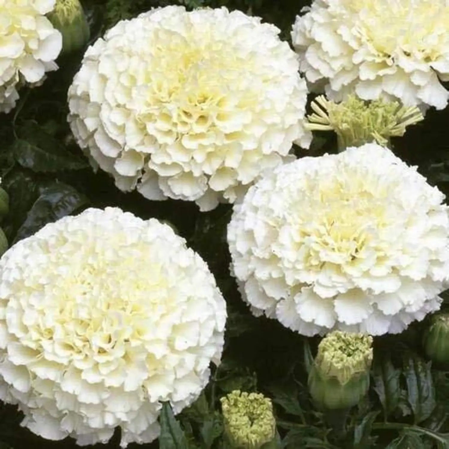 Red White Marigold Flower Seeds for Planting Garden Favorite Heirloom & GMO Free Seeds for Home Garden
Sale