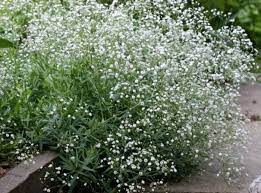 Gypsophila Snowflake Seeds For Planting