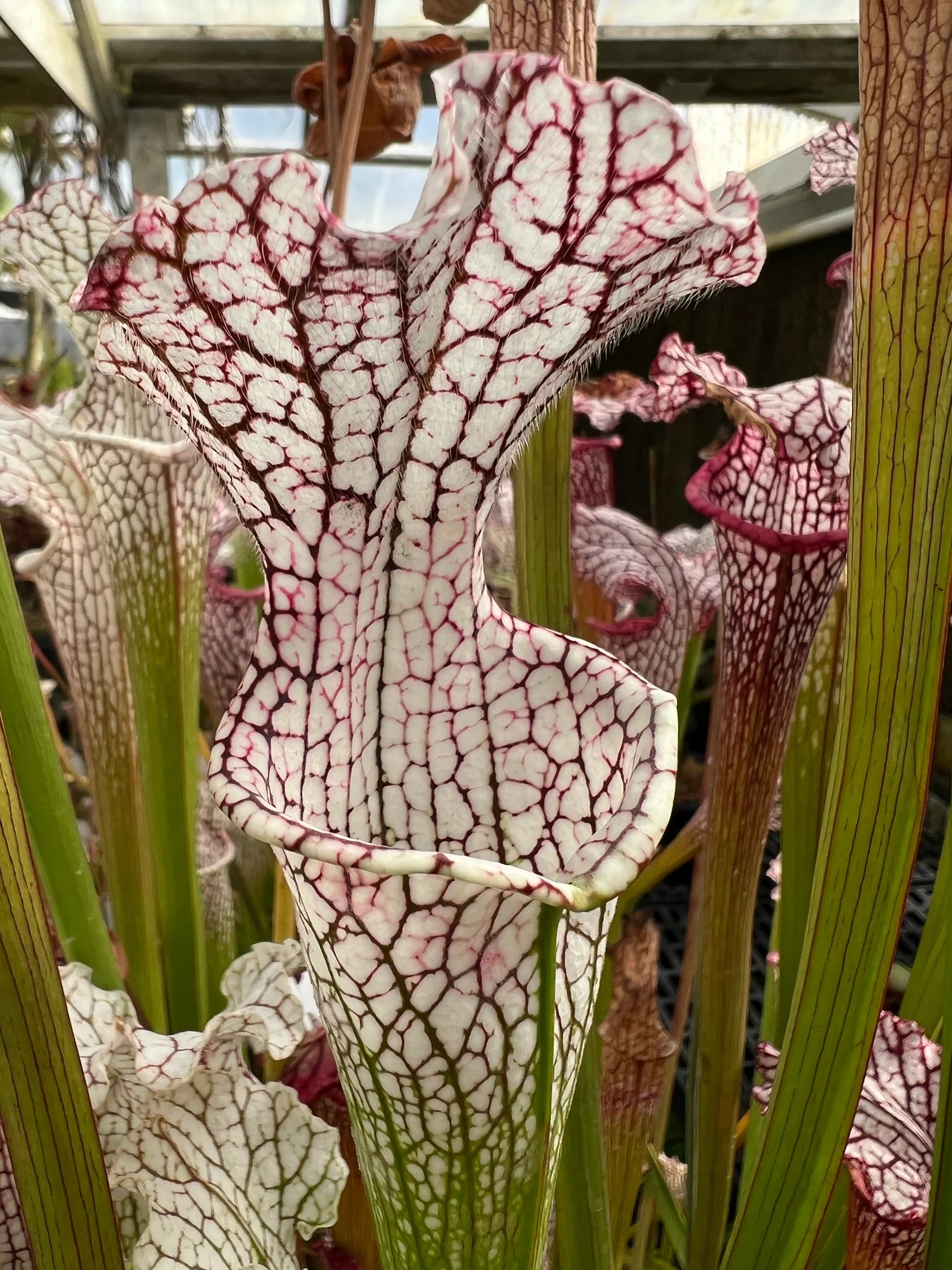 Carnivorous Flower seeds for Planting - Garden Favorite, Heirloom & GMO Free Seeds for Home Garden