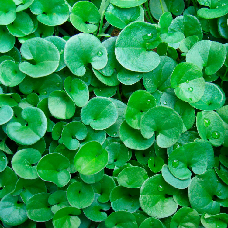 Dichondra Flower seeds for Planting - Cottage Garden Essential, Heirloom & GMO Free Seeds for Home Garden