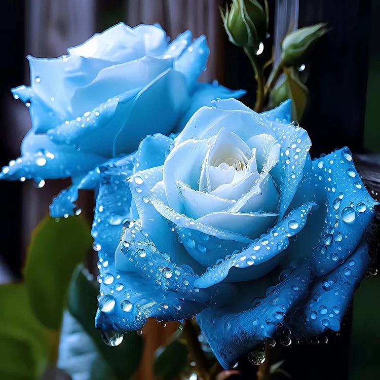 Ice Blue Rose Flower seeds blooming in flower beds, containers, borders, and pollinator-friendly gardens