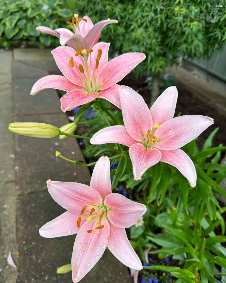 Light Pink Lilium Flower Seeds for Planting Sun Loving Heirloom & GMO Free Seeds for Home Garden
Sale