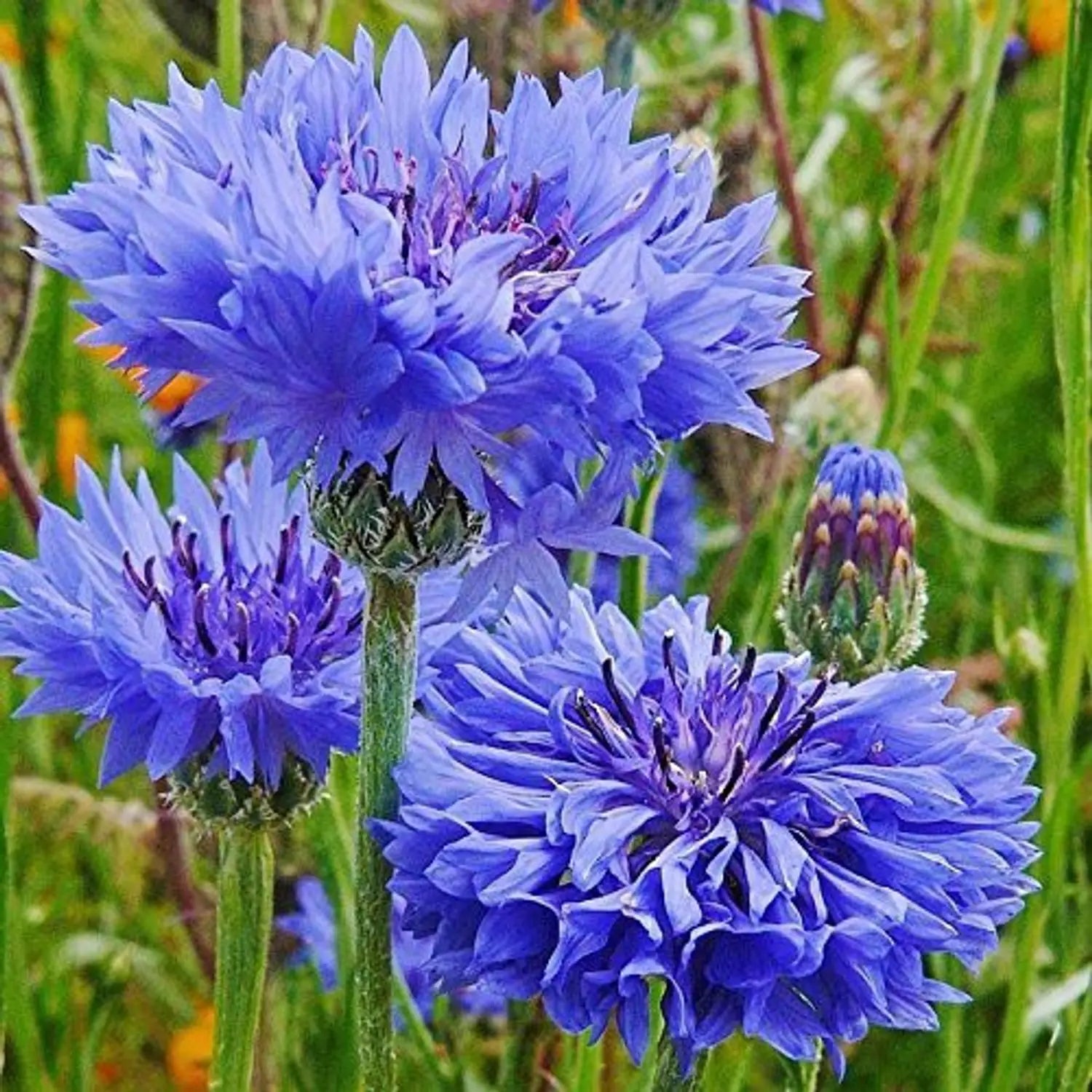 Mixed Bachelor Flower seeds for Planting - Cottage Garden Essential, Heirloom & GMO Free Seeds for Home Garden