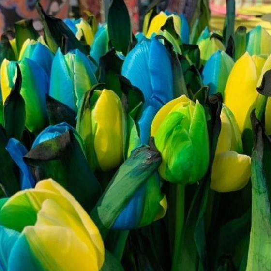 Blue Yellow Tulip Flower Seeds for Planting Colorful Display Heirloom & GMO Free Seeds for Home Garden
Sale