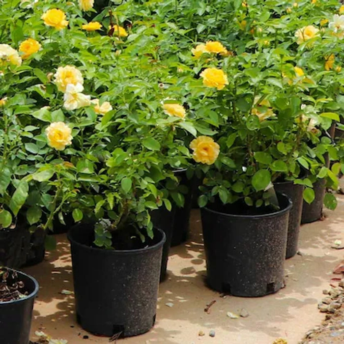 Heirloom Lemon Yellow Osiria Rose Flower Seeds for Planting Pollinator Friendly Heirloom & GMO Free Seeds for Home Garden
Sale