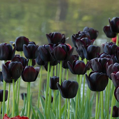 Black Tulip Flower seeds for Planting - Cottage Garden Essential, Heirloom & GMO Free Seeds for Home Garden