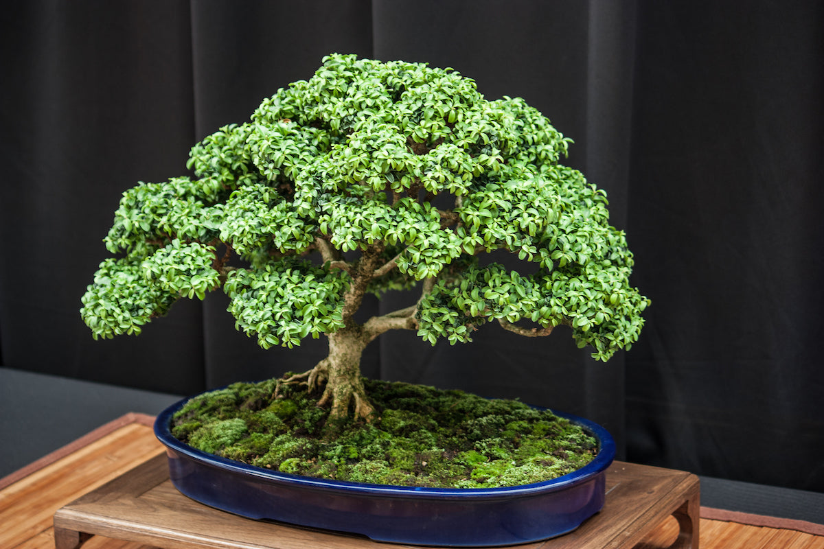 Bonsai Tree Seeds for Planting - White Color Guide