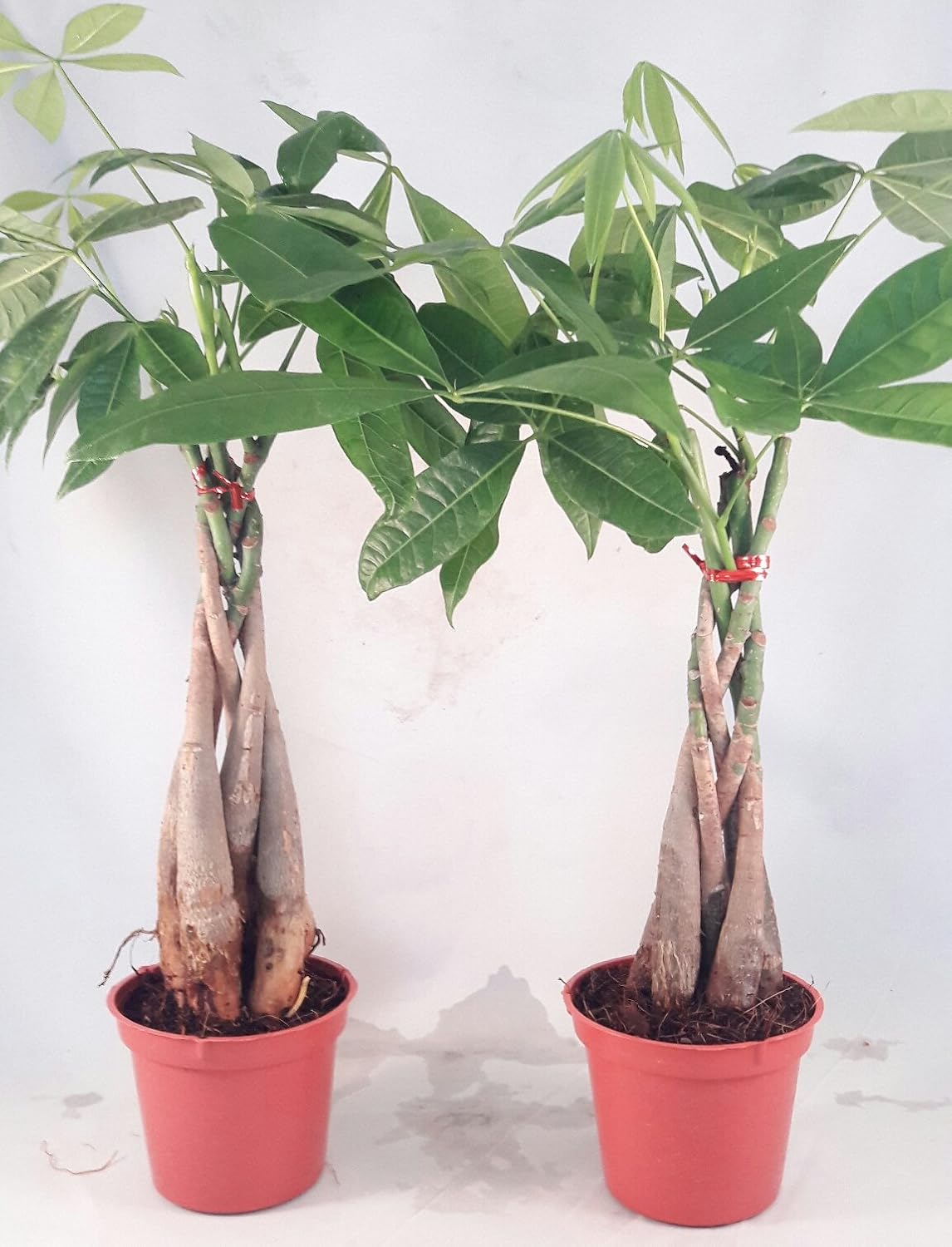 Majestic Green Braid Pachira Tree Seeds For Easy Planting Plant Seeds