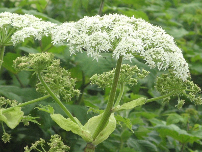 Heracleum Lanatum Flower seeds for Planting Long Bloom Season Heirloom & GMO Free Seeds for Home Garden
Sale