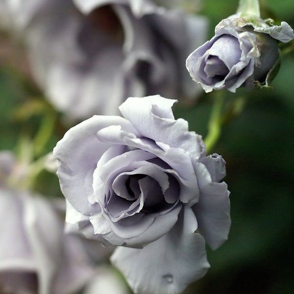 Grey Rose Flower Seeds for Planting Wildflower Mix Heirloom & GMO Free Seeds for Home Garden
Sale