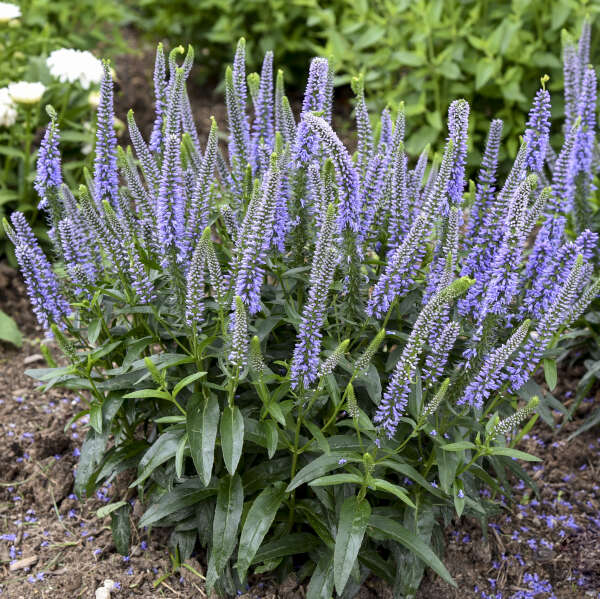 Veronica Flower seeds for Planting - Seasonal Bloomer, Heirloom & GMO Free Seeds for Home Garden