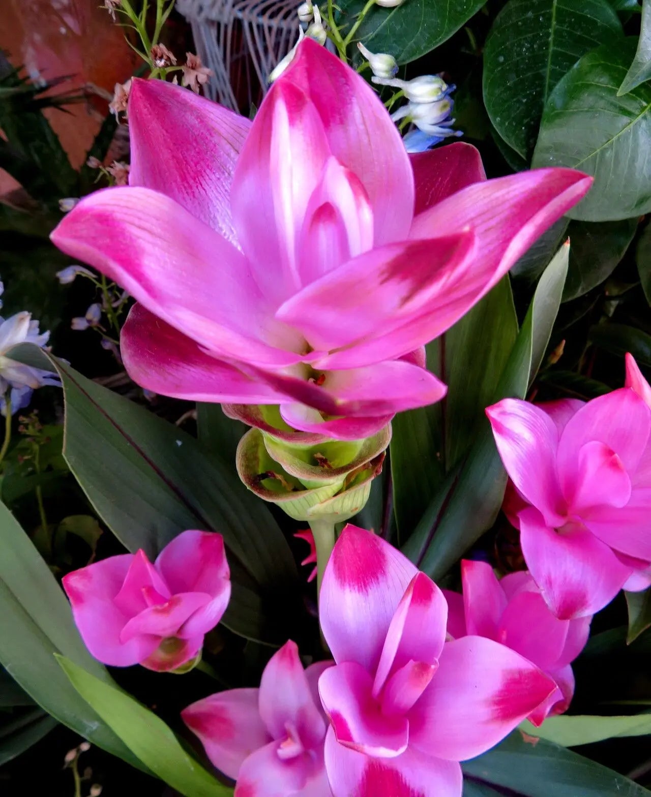Purple Alismatifolia Flower Seeds for Planting Garden Favorite Heirloom & GMO Free Seeds for Home Garden
Sale