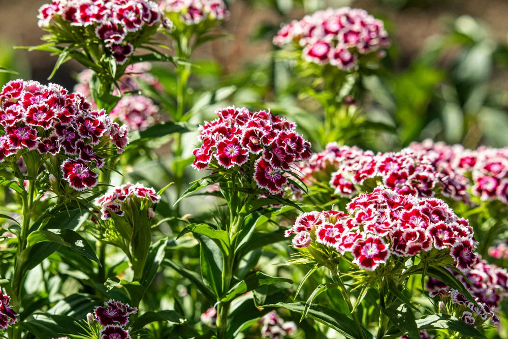 Heirloom William Flower seeds for Planting Shade Tolerant Heirloom & GMO Free Seeds for Home Garden