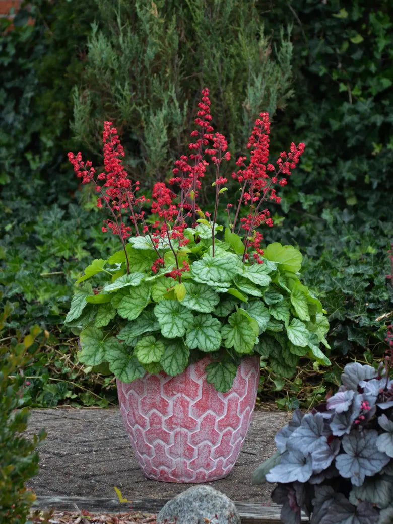 Heuchera Versatile Foliage Superstars Flower seeds for Planting Drought Tolerant Heirloom & GMO Free Seeds for Home Gard