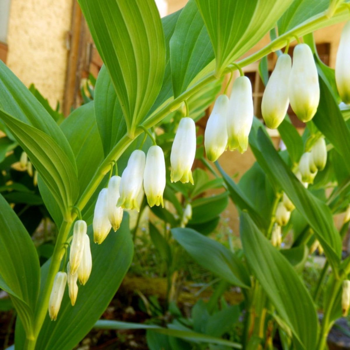 White Polygonatum Planting Seeds for a Lush Garden - Ideal for Shade