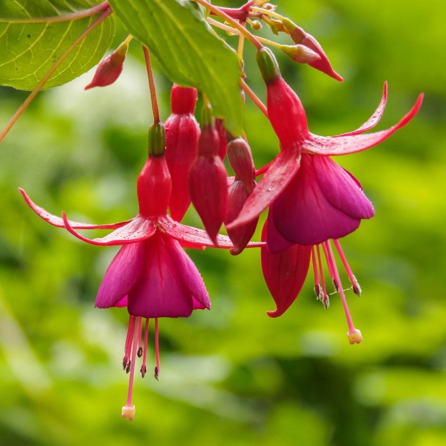 Light Pink Red Double Petals Fuchsia Flower Seeds for Planting Low Maintenance Heirloom & GMO Free Seeds for Home Garden
Sale