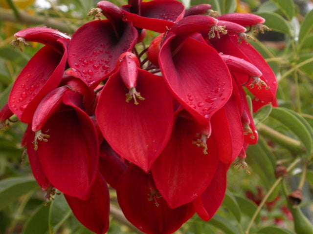 Erythrina CristaGalli Flower seeds blooming in flower beds, containers, borders, and pollinator-friendly gardens