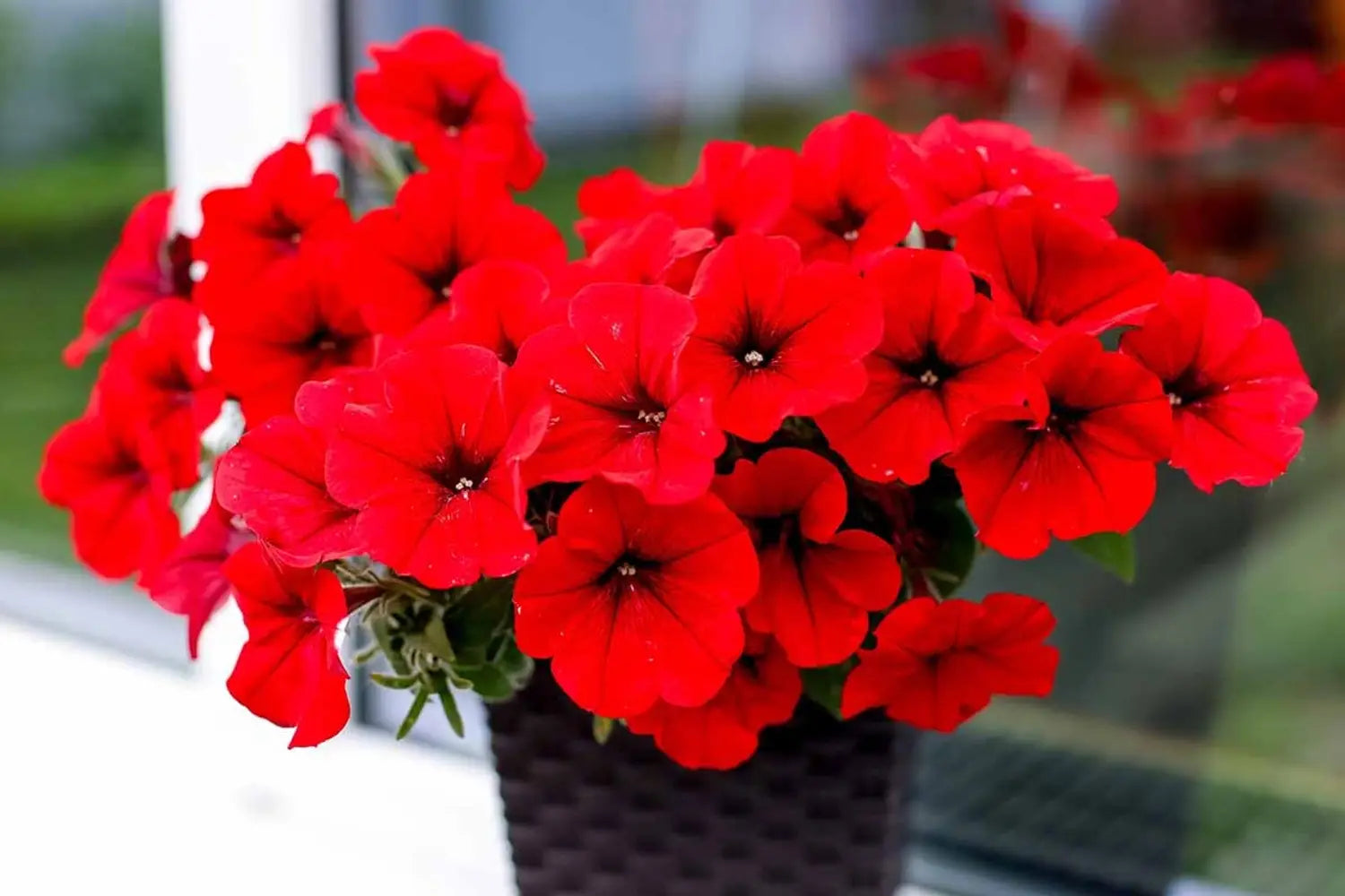 Red Velour Flower seeds for Planting - Colorful Display, Heirloom & GMO Free Seeds for Home Garden