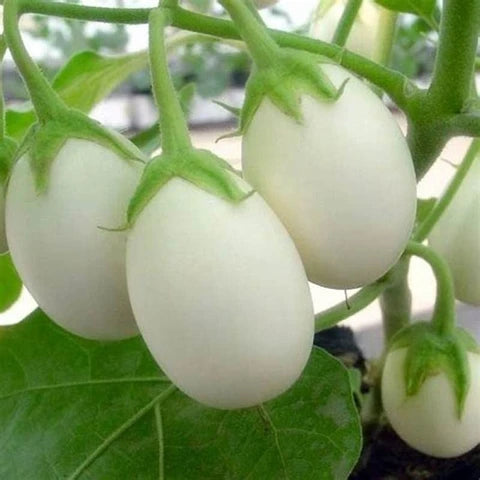 White Eggplant Seeds for Planting Seed for Flavorful Vegetables in Your Home Garden