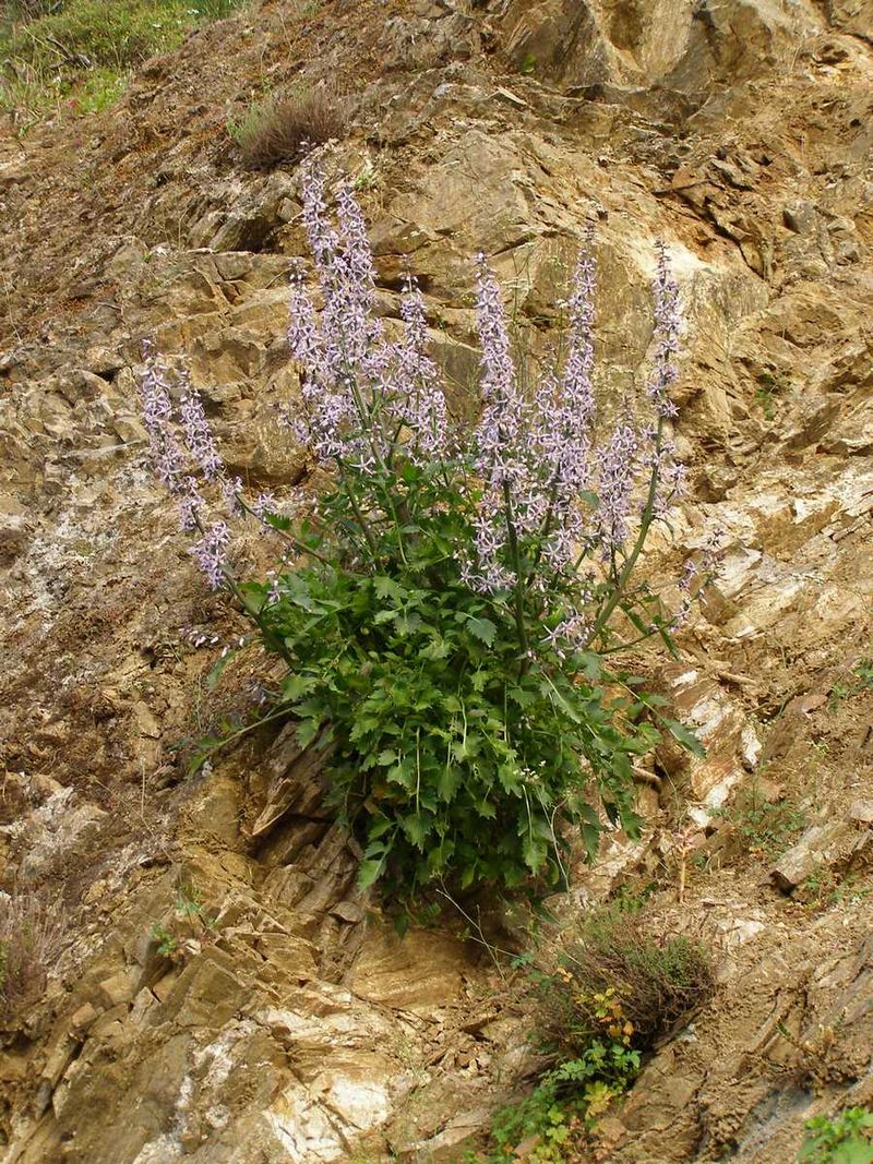 Blue Petromarula Pinnata Flower seeds for Planting - Wildflower Mix, Heirloom & GMO Free Seeds for Home Garden
Sale seeds for home garden
