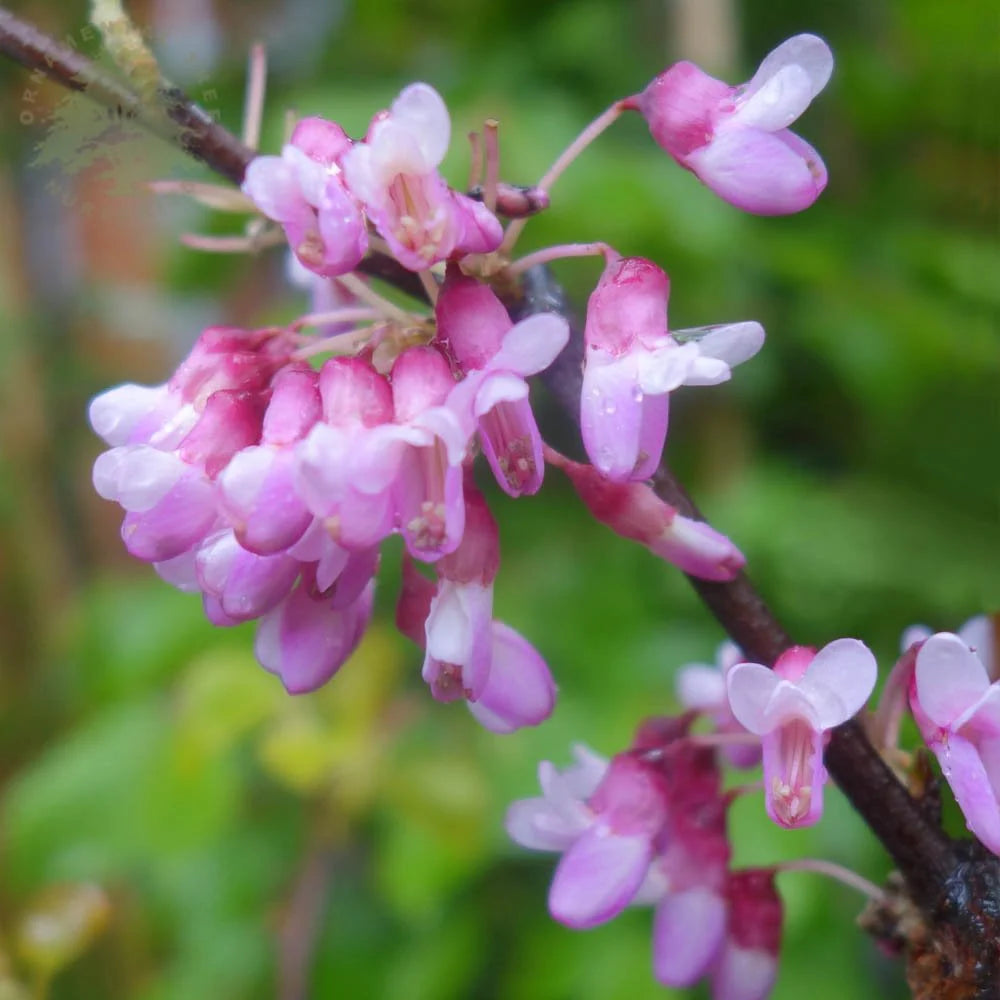 Heirloom Cercis Siliquastrum Flower seeds for Planting Easy to Grow Heirloom & GMO Free Seeds for Home Garden
Sale