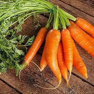 Little Finger Carrot Seeds for Tender, Petite Carrots