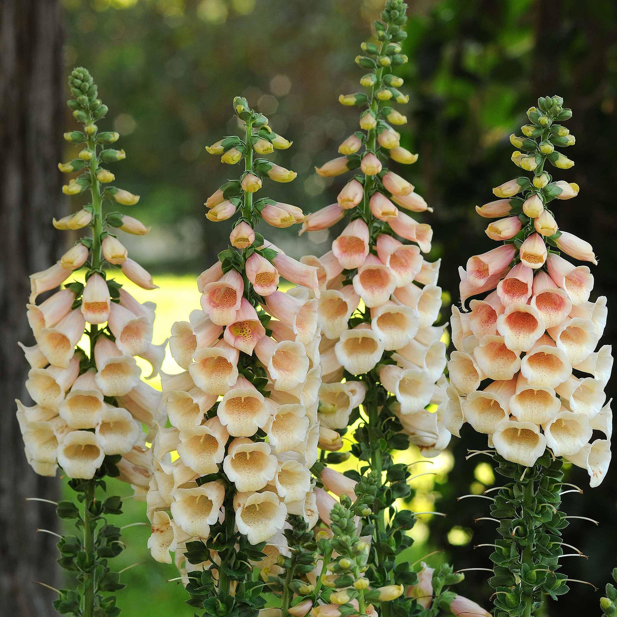 Pelleted Digitalis Dalmation Peach Foxglove Seeds