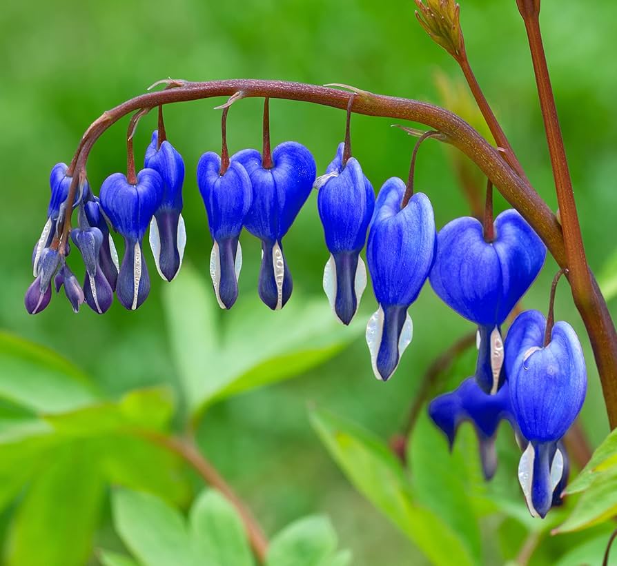 Blue Bleeding Heart Flower seeds for Planting - Long Bloom Season, Heirloom & GMO Free Seeds for Home Garden
Sale for planting in home garden.