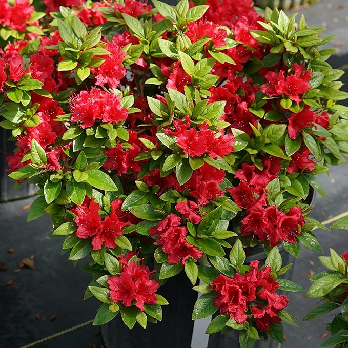 Azalea Rhododendron spp Flower Seeds for Planting in Flower Bed