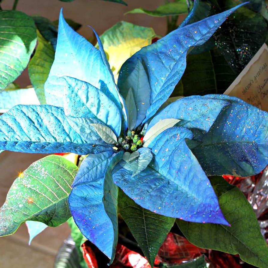 Blue Poinsettia Flower Seeds for Planting Drought Tolerant Heirloom & GMO Free Seeds for Home Garden
Sale