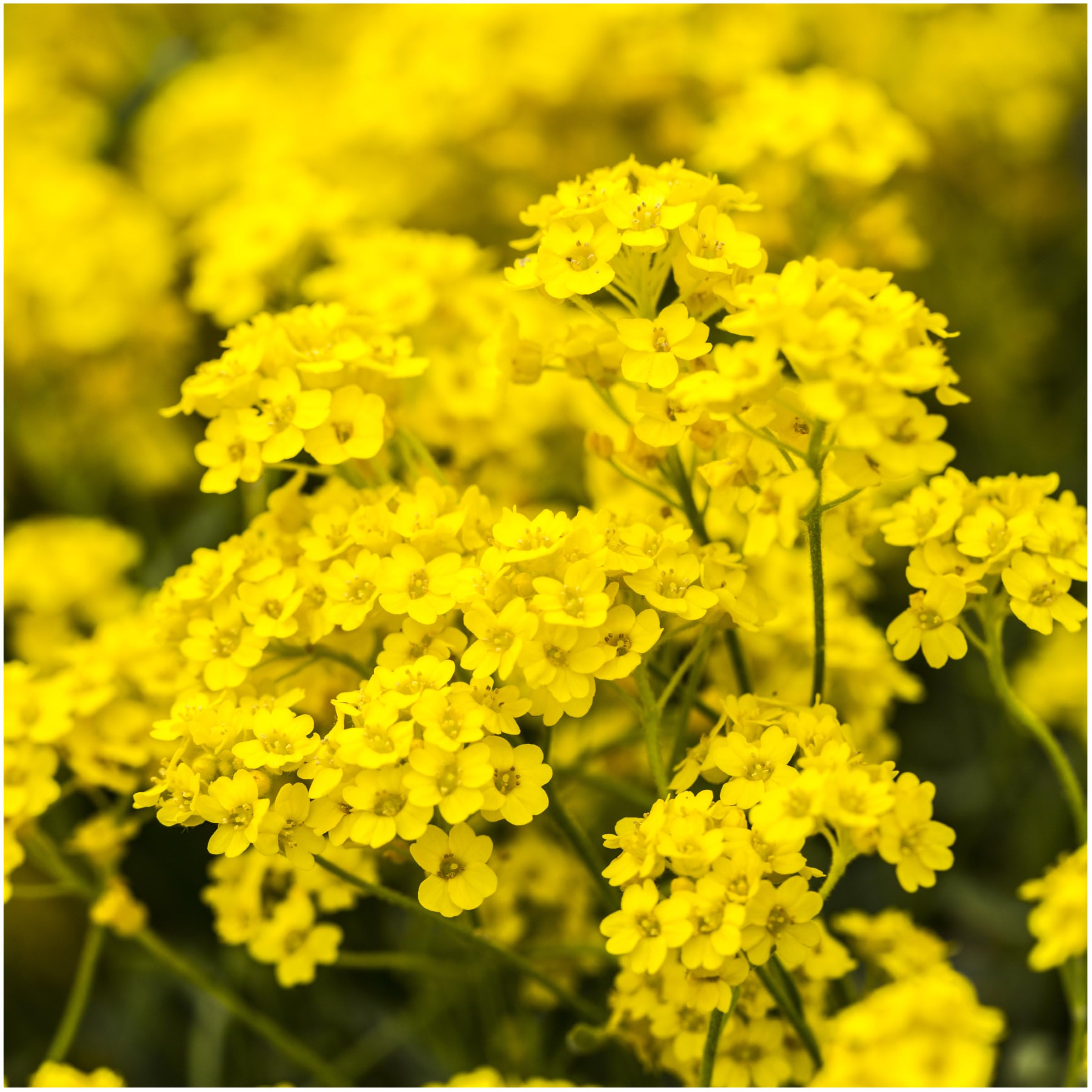 Alyssum Basket of Gold Seeds for Planting - Perfect for Flower Bed & Garden