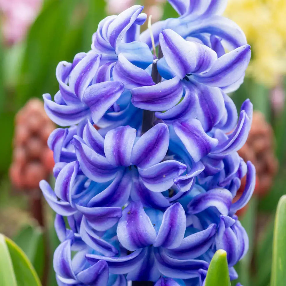 Blue Hyacinthus Flower seeds for Planting - Wildflower Mix, Heirloom & GMO Free Seeds for Home Garden