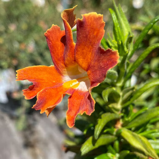Orange Mimulus Flower seeds for Planting - Wildflower Mix, Heirloom & GMO Free Seeds for Home Garden