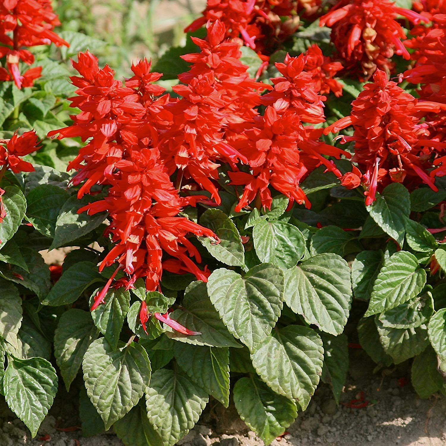 Salvia Splendens Reddy Salmon Seeds for Planting Pollinator Garden Flower Bed