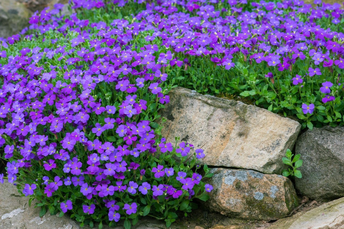 Blaukissen Flower seeds for Planting - Long Bloom Season, Heirloom & GMO Free Seeds for Home Garden
Sale for planting in home garden.