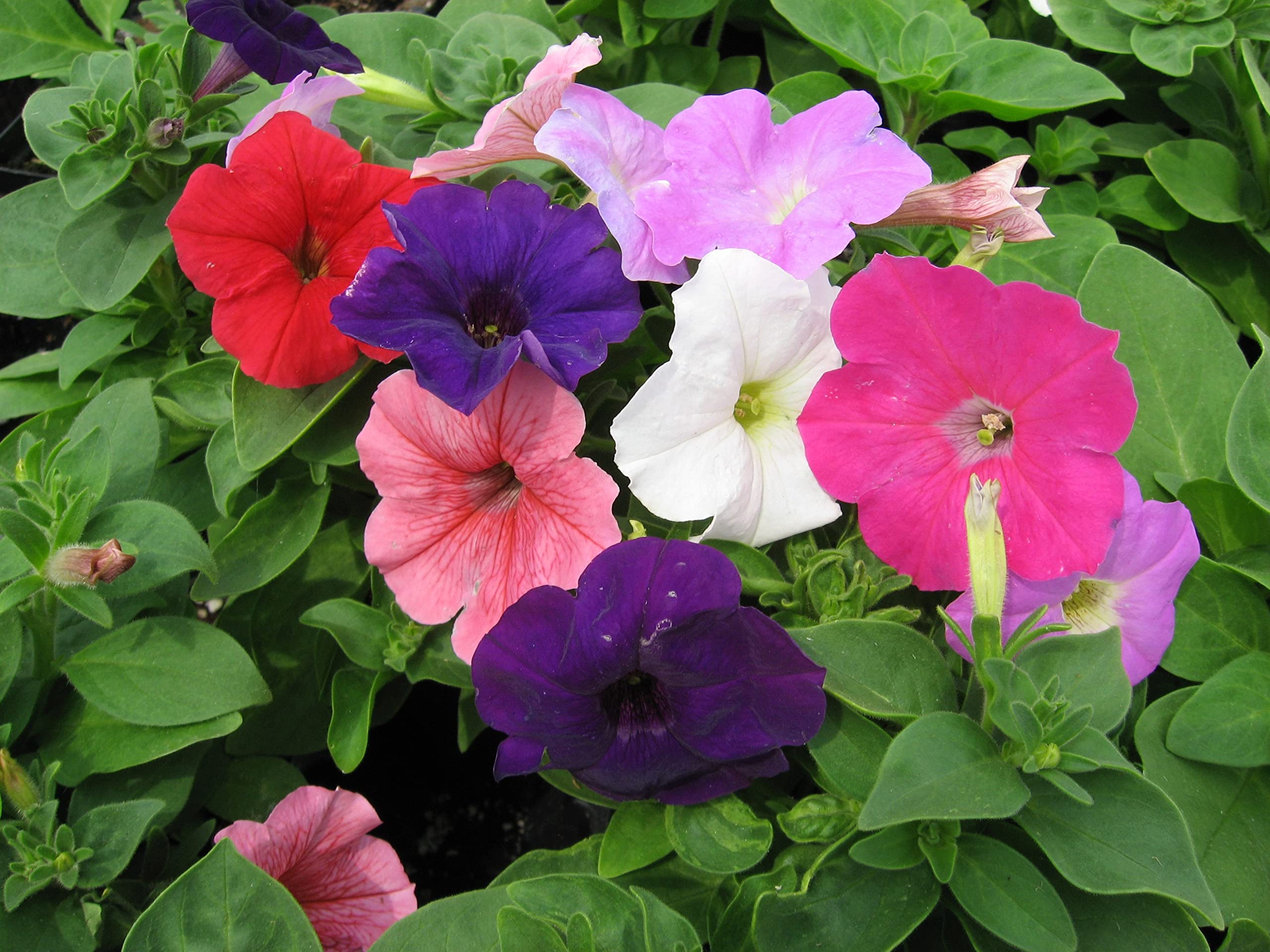 Tricolor Petunia Petunia x hybrida for planting in flower bed