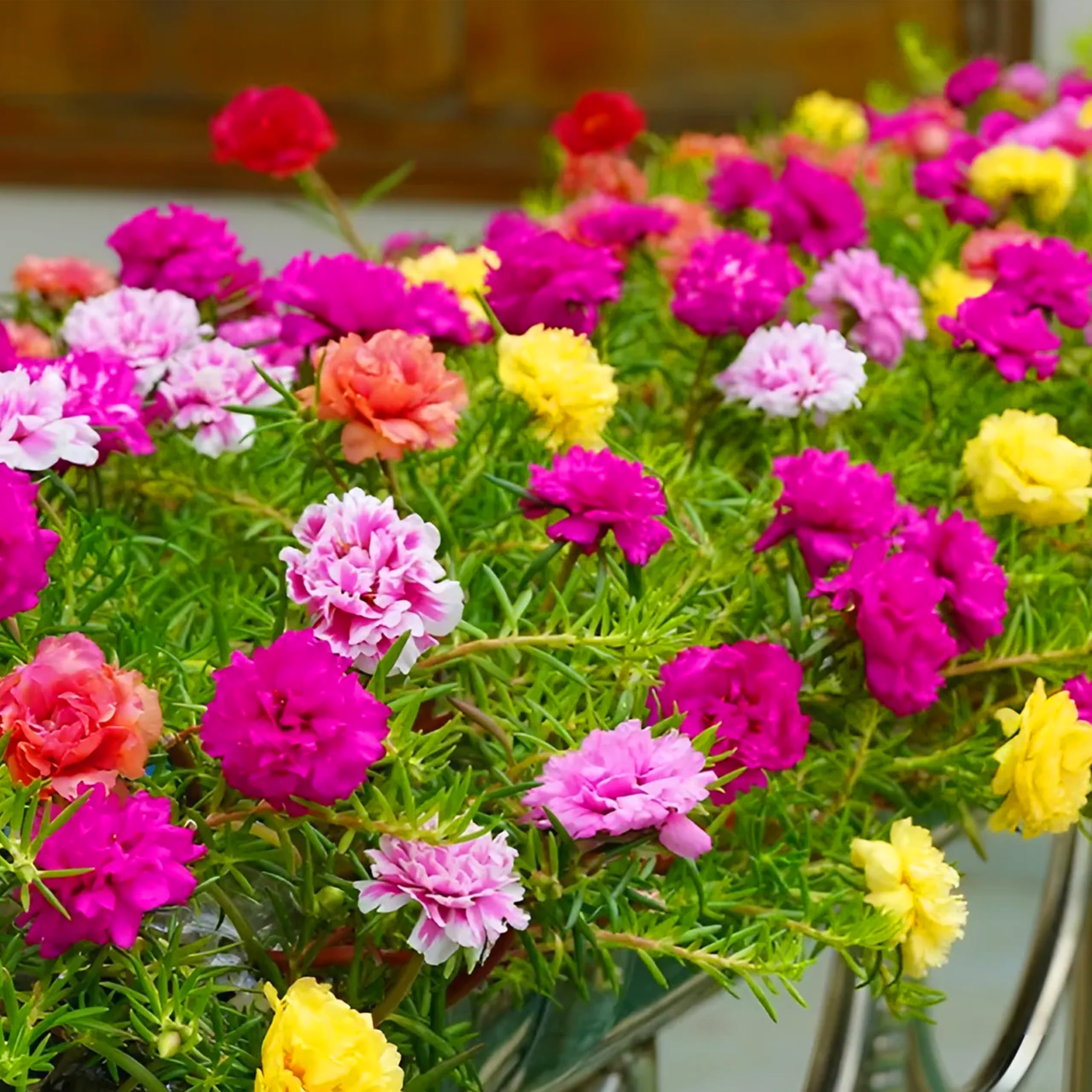 Heirloom Moss Flower seeds blooming in flower beds, containers, borders, and pollinator-friendly gardens