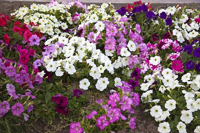 Mixed Hanging Petunia Petunia spp Flower Seeds for Planting in Hanging Baskets