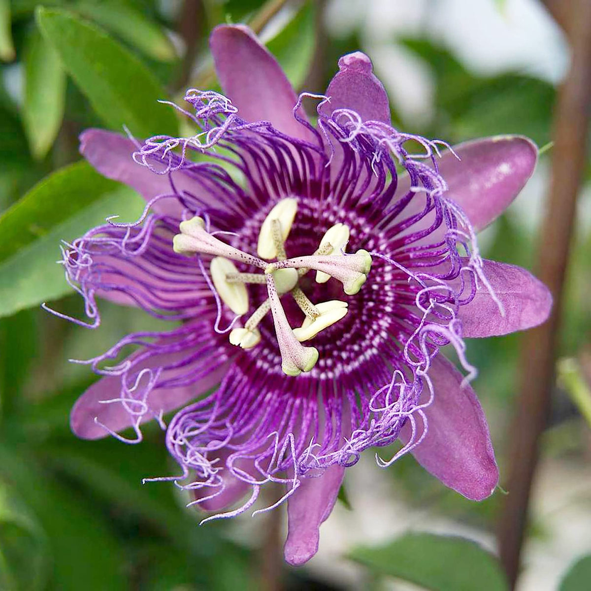 Purple Passionflower Flower seeds blooming in flower beds, containers, borders, and pollinator-friendly gardens