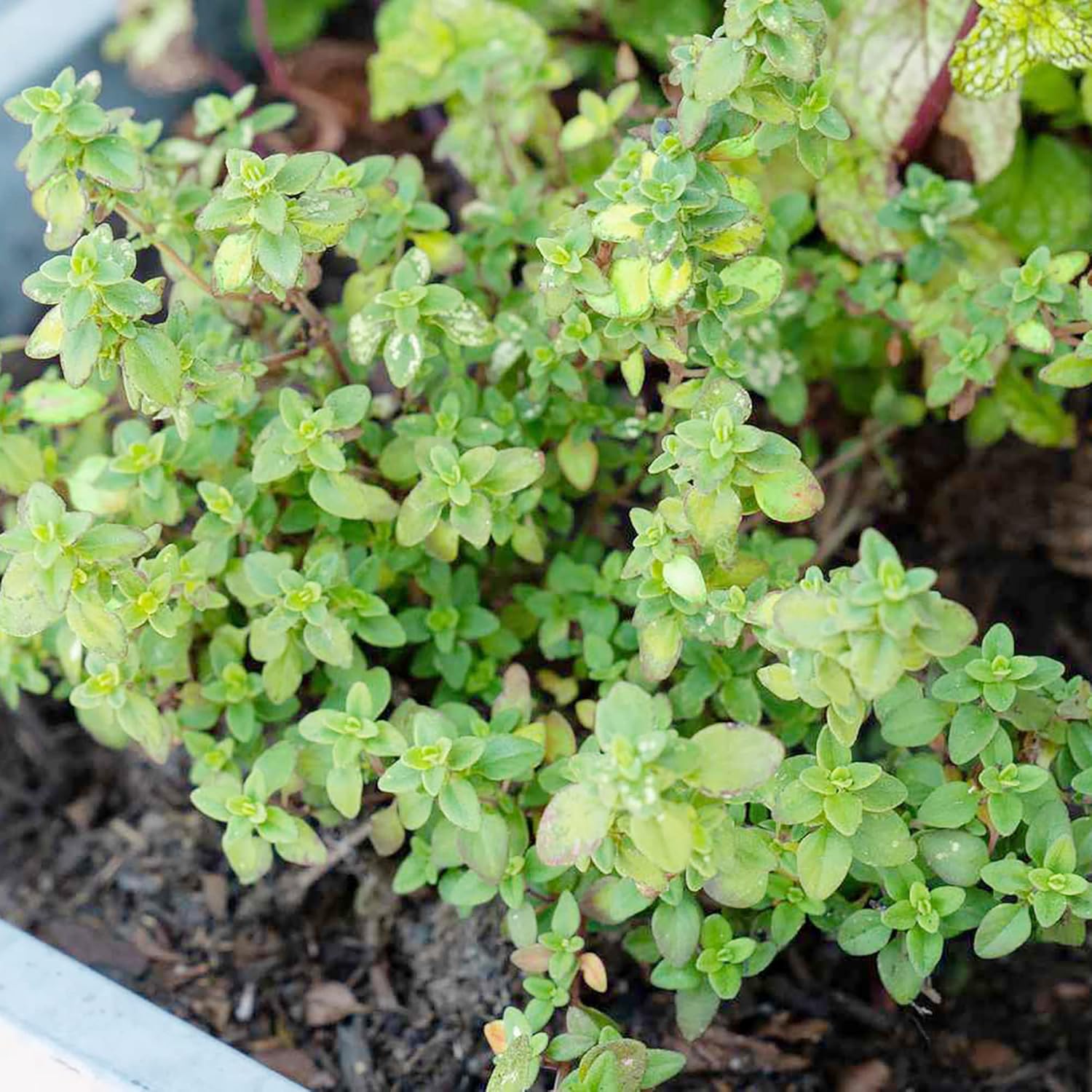 Lemon Thyme Seeds Thymus Citroidorus Fragrant Evergreen Deer & Rabbit Drought Tolerant Culinary